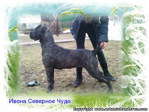 Ивона Северное Чудо