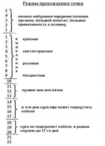 С какого времени можно вязать собаку С какого времени можно вязать собаку