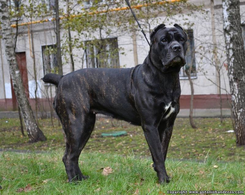 Рус Рунави Амабель