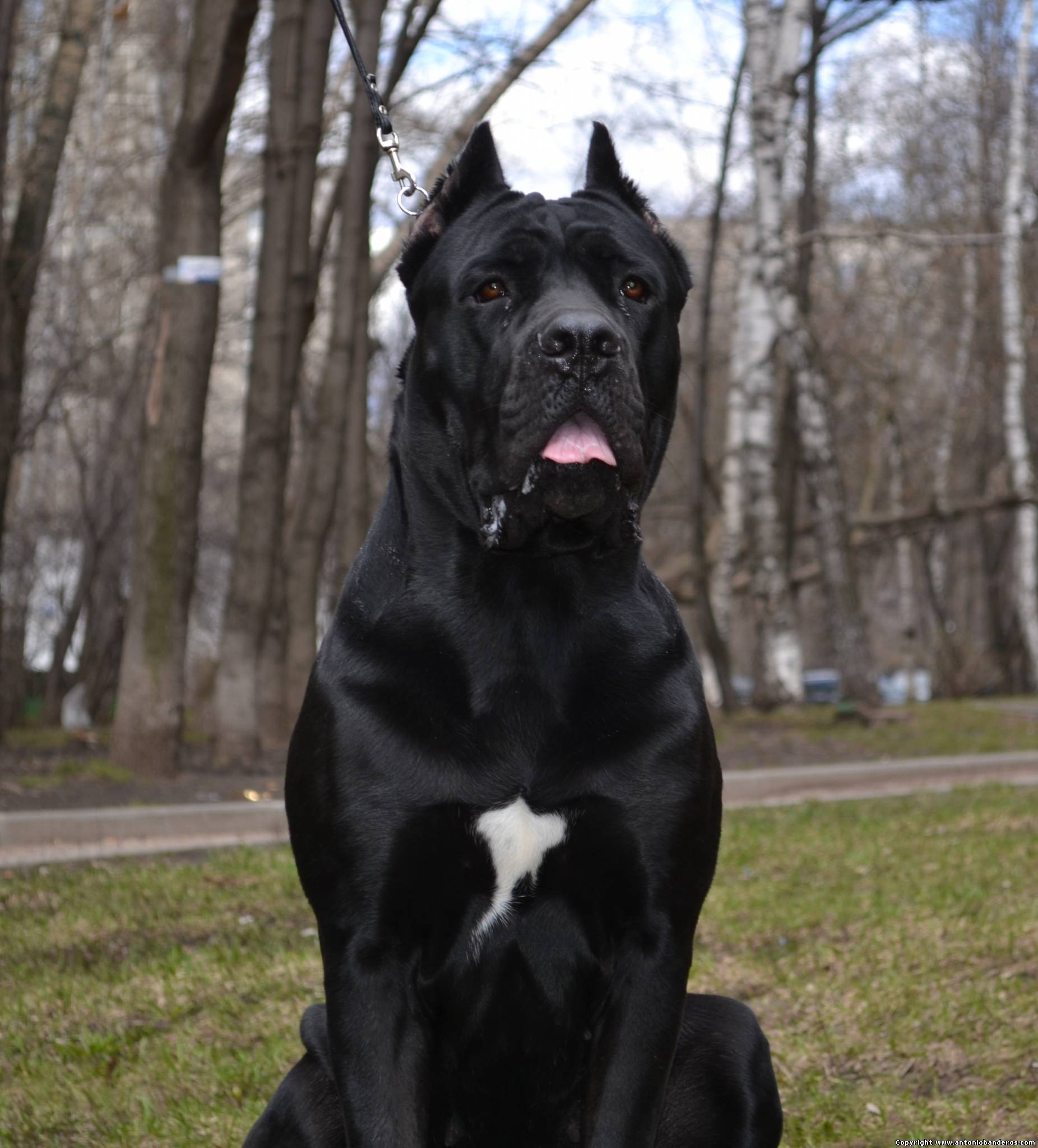 Pin på х Cane Corso